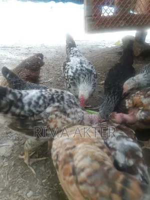 Sale of Chicxulub/Local Chicks