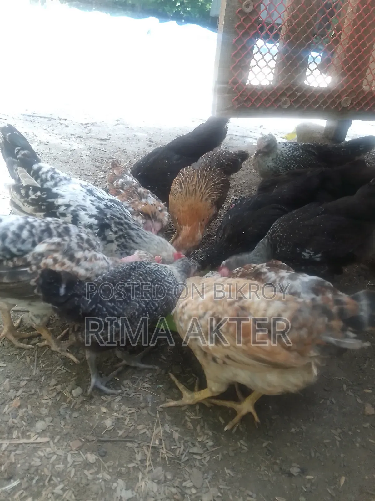 Sale of Chicxulub/Local Chicks