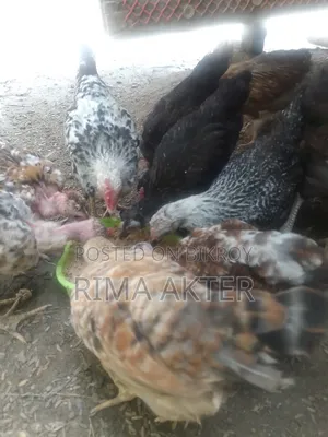 Sale of Chicxulub/Local Chicks