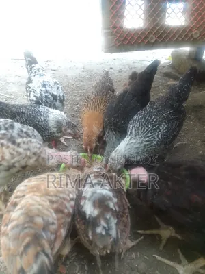 Sale of Chicxulub/Local Chicks