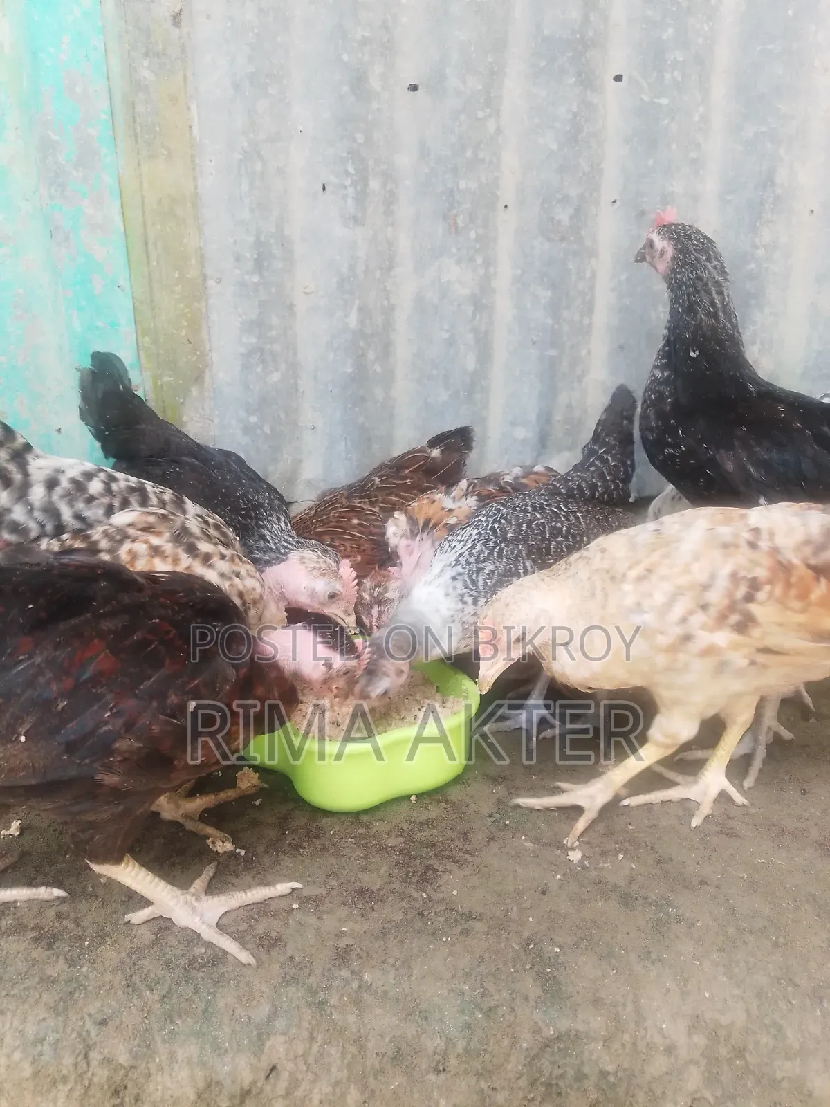 Sale of Chicxulub/Local Chicks