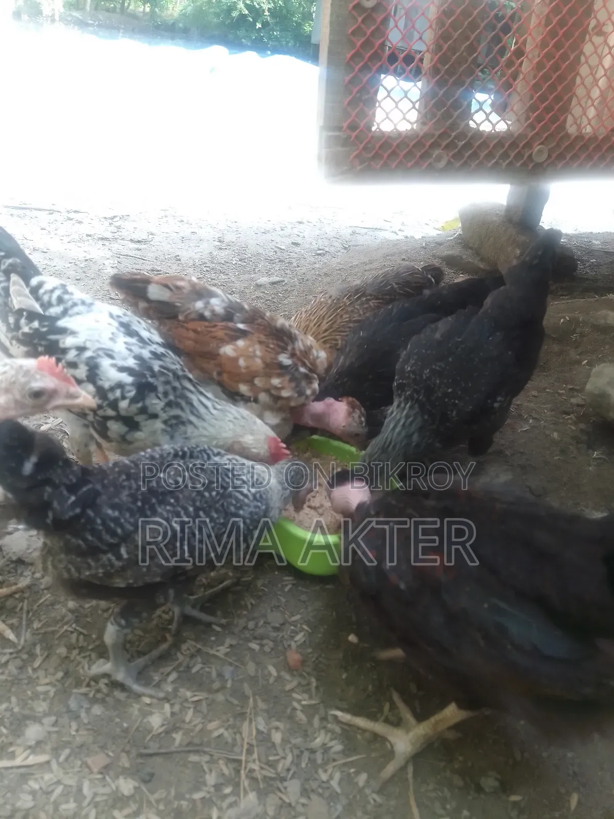 Sale of Chicxulub/Local Chicks