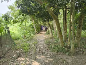 Land for sale in front of Narail Passport Office