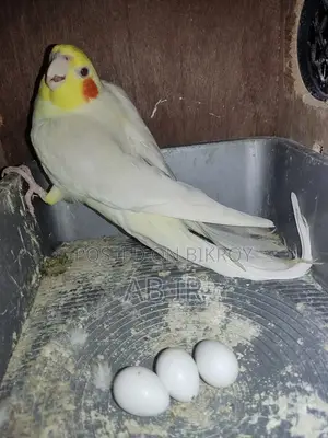 Cockatiel bird with eggs