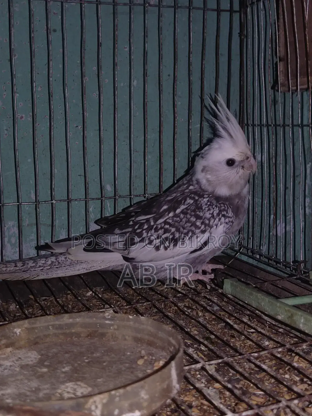 Cockatiel bird with eggs