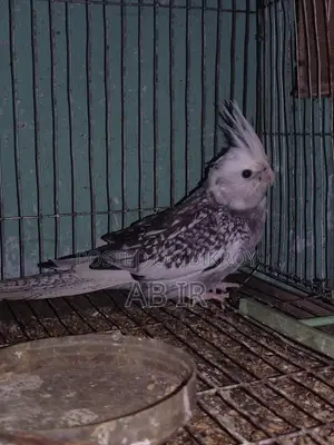Cockatiel bird with eggs