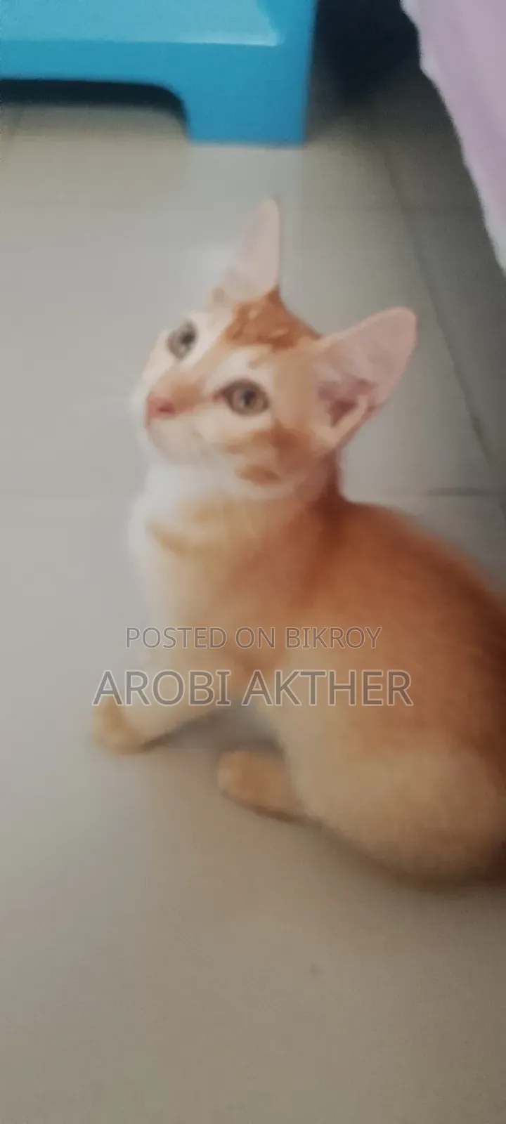 1-3 months Male Mixed Breed Cat