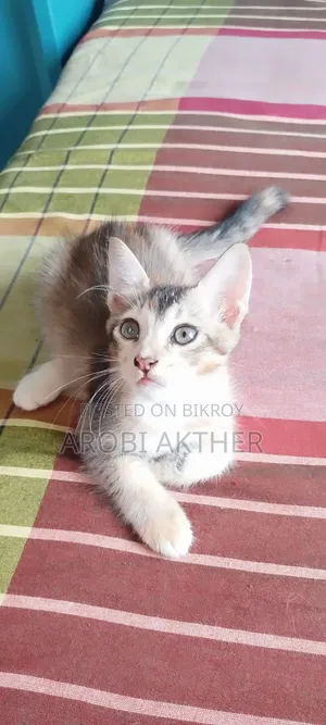 1-3 months Male Mixed Breed Cat