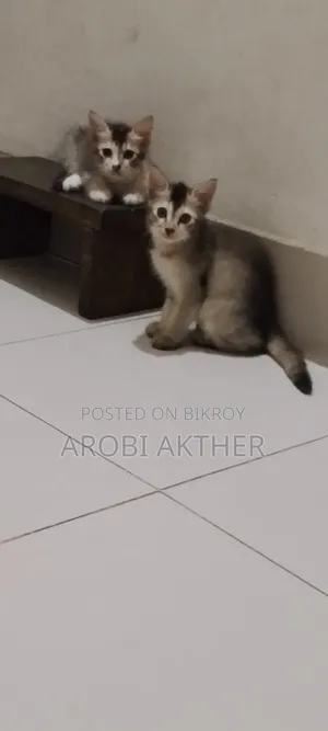 1-3 months Male Mixed Breed Cat