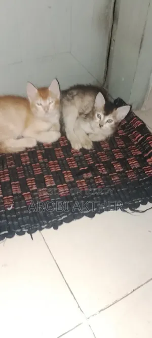 1-3 months Male Mixed Breed Cat