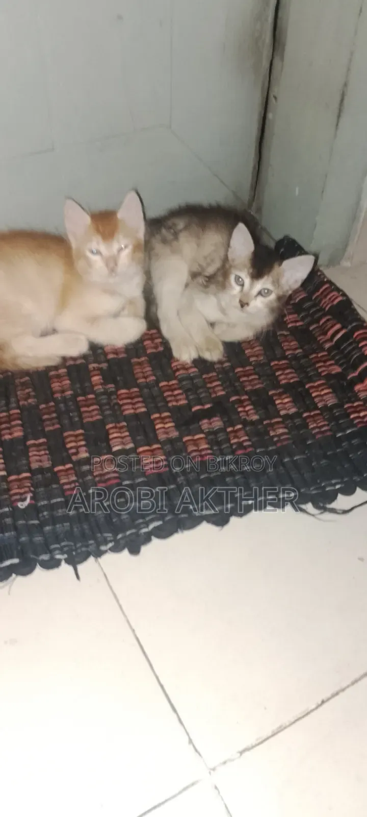 1-3 months Male Mixed Breed Cat