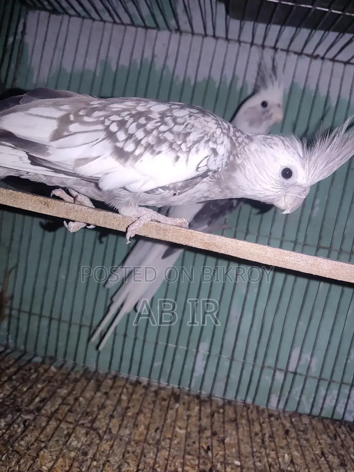 Cockatiel Pair