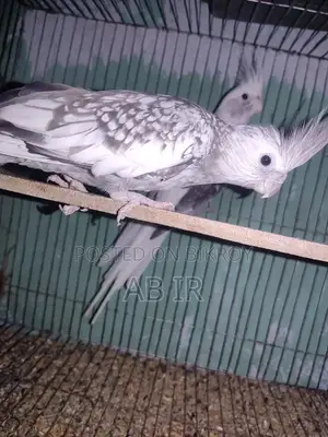 Cockatiel Pair
