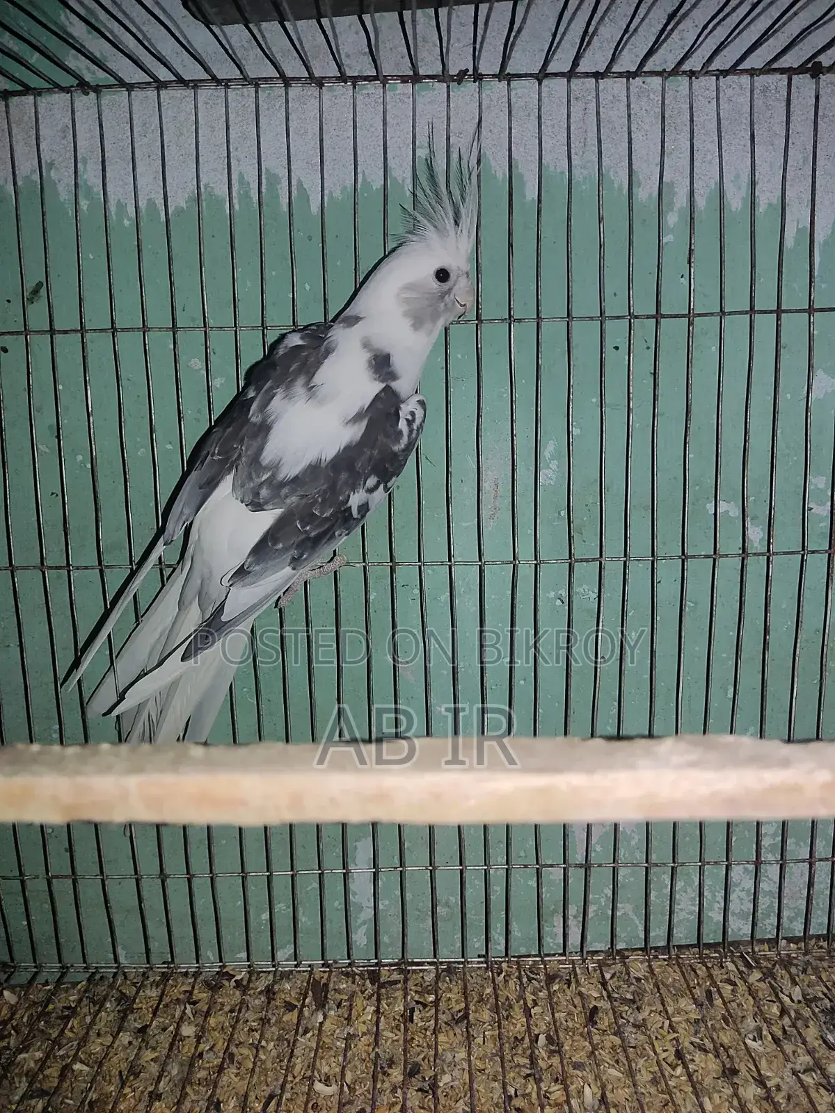 Cockatiel Pair
