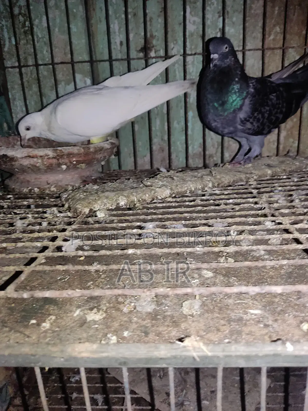 Pigeon Pair