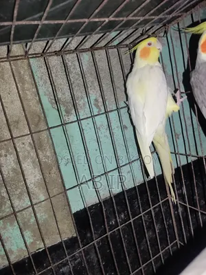Lutino Red Eye Pair