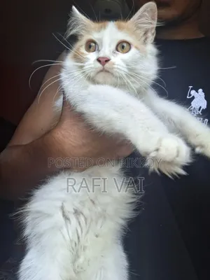 3-6 months Male Purebred Persian