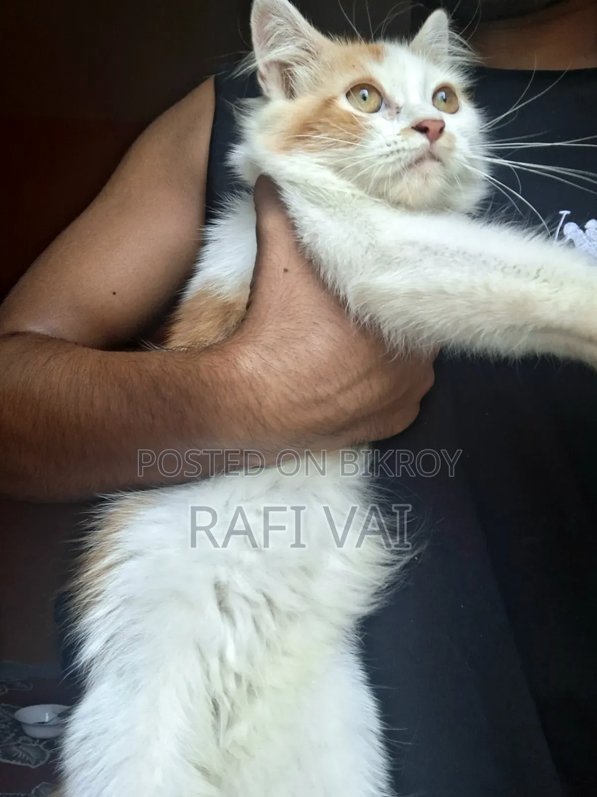 3-6 months Male Purebred Persian