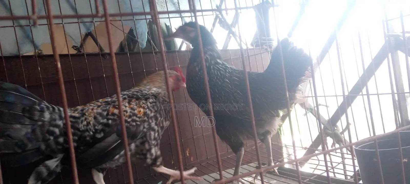 Hen and Rooster