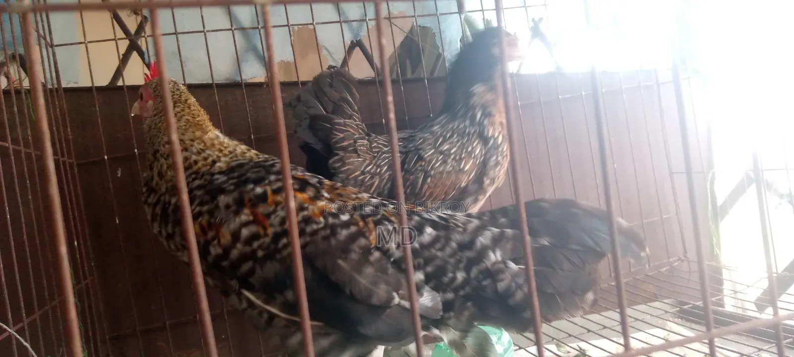 Hen and Rooster