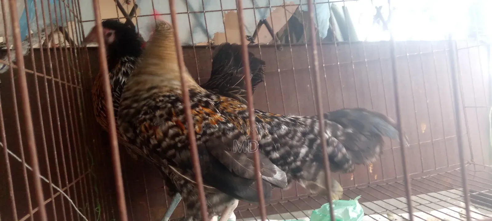 Hen and Rooster