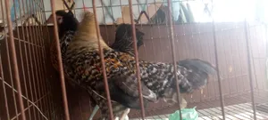 Hen and Rooster