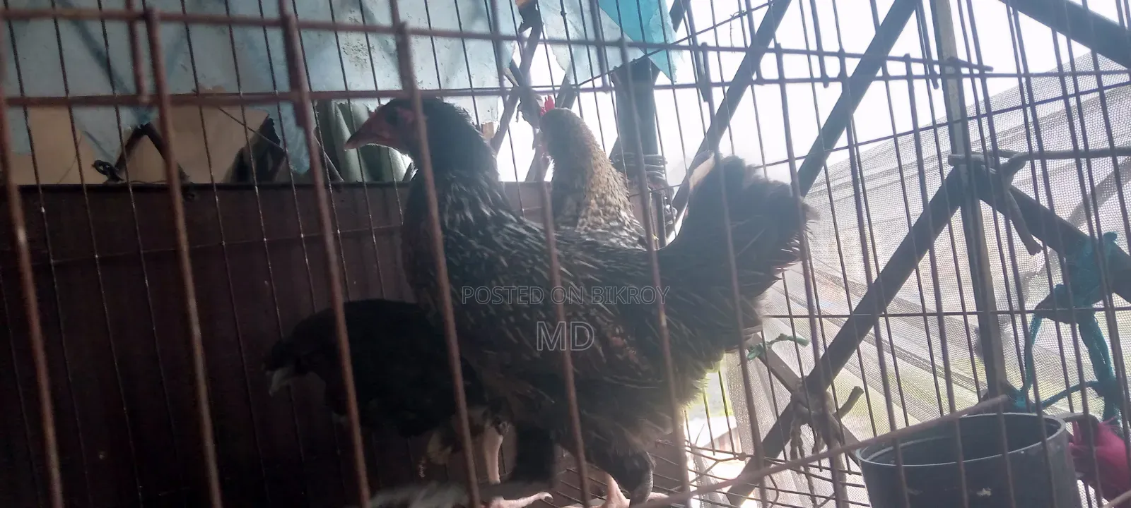 Hen and Rooster