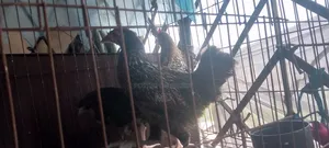 Hen and Rooster