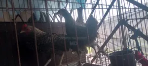 Hen and Rooster