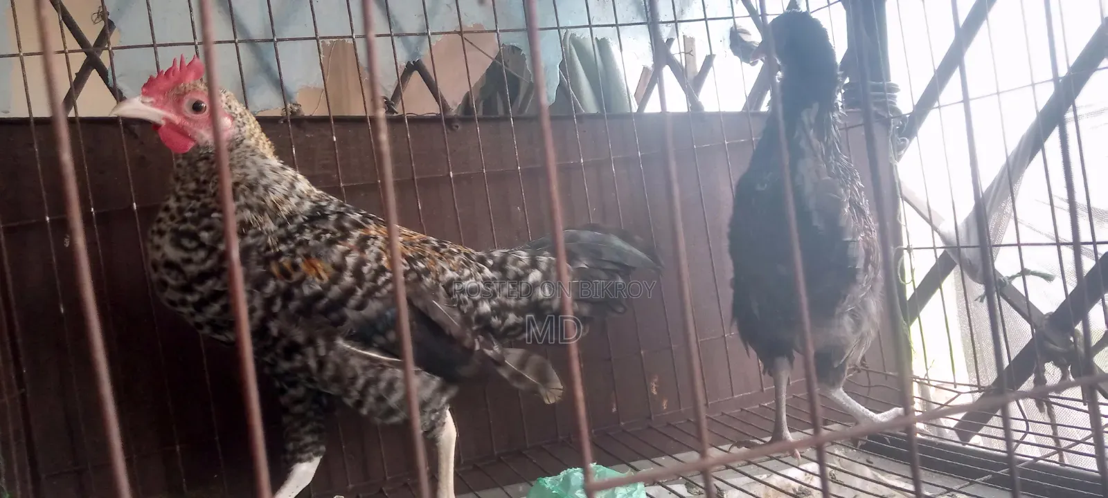 Hen and Rooster