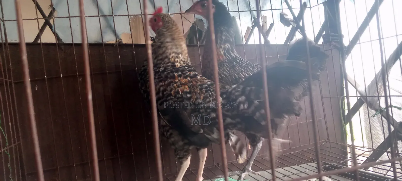 Hen and Rooster