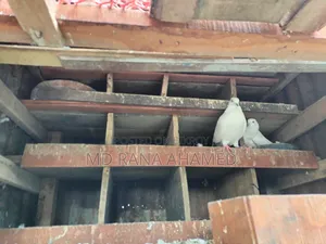 কালডম ২ টা খোপ সহ