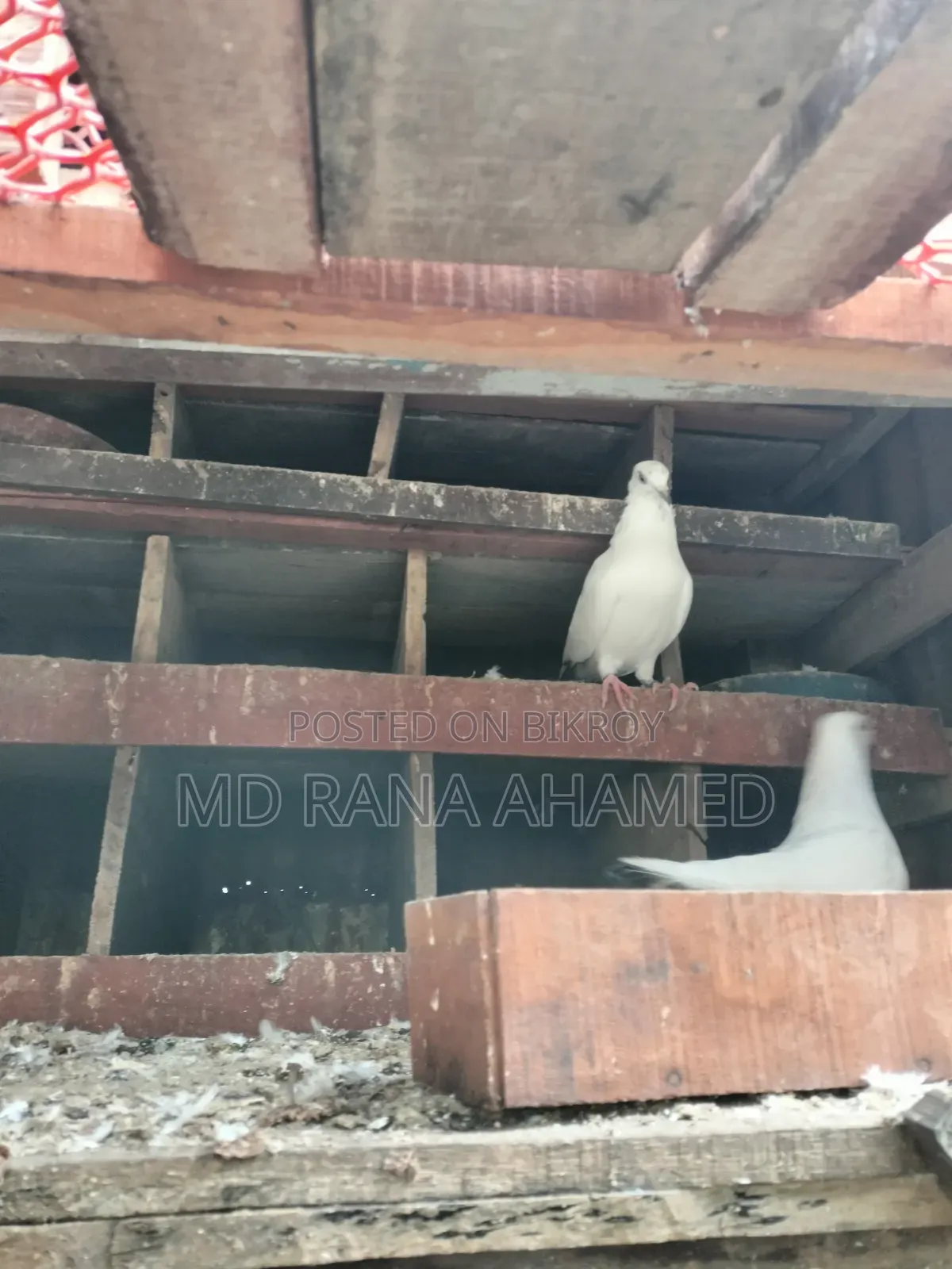 কালডম ২ টা খোপ সহ