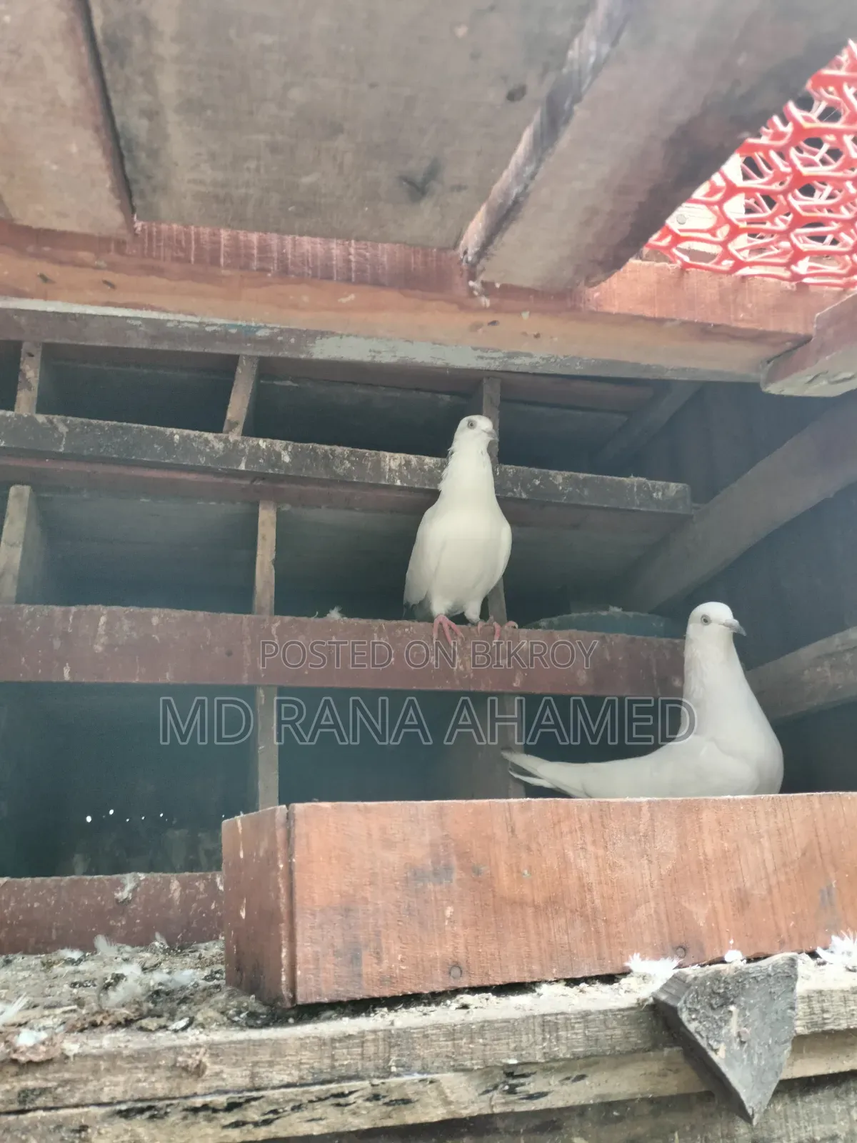 কালডম ২ টা খোপ সহ