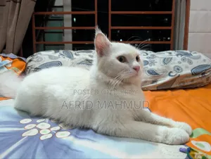 6-12 months Male Purebred Persian