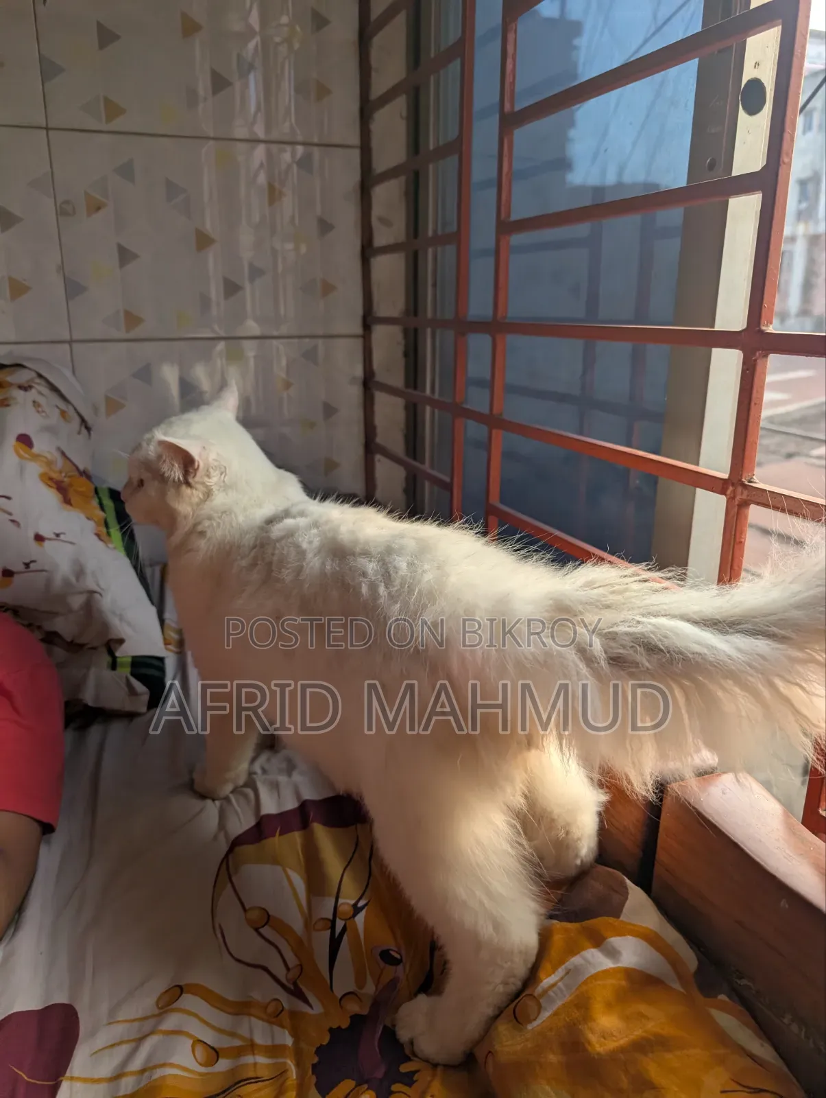 6-12 months Male Purebred Persian