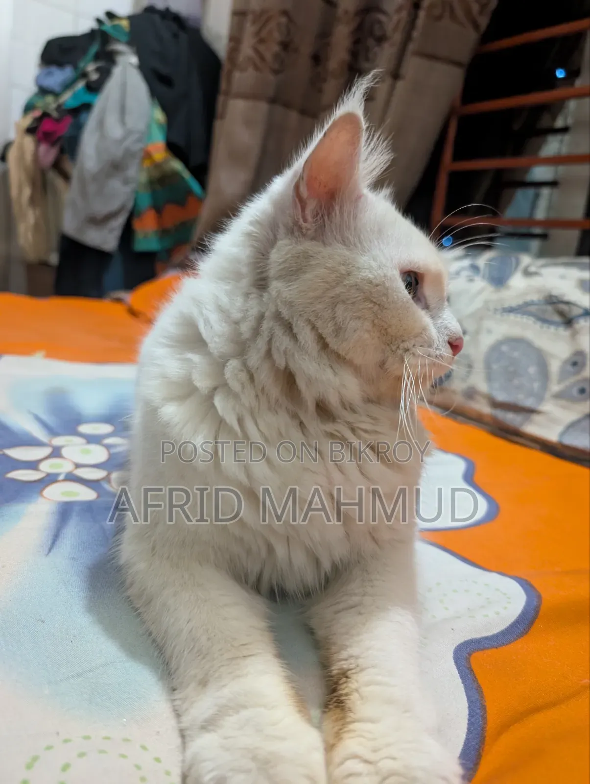 6-12 months Male Purebred Persian