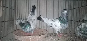 Old Breed Black Vein Pigeon