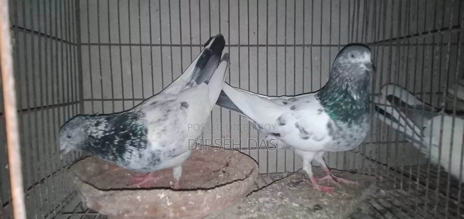 Old Breed Black Vein Pigeon