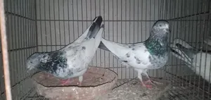 Old Breed Black Vein Pigeon