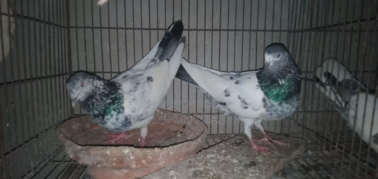 Old Breed Black Vein Pigeon