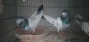 Old Breed Black Vein Pigeon