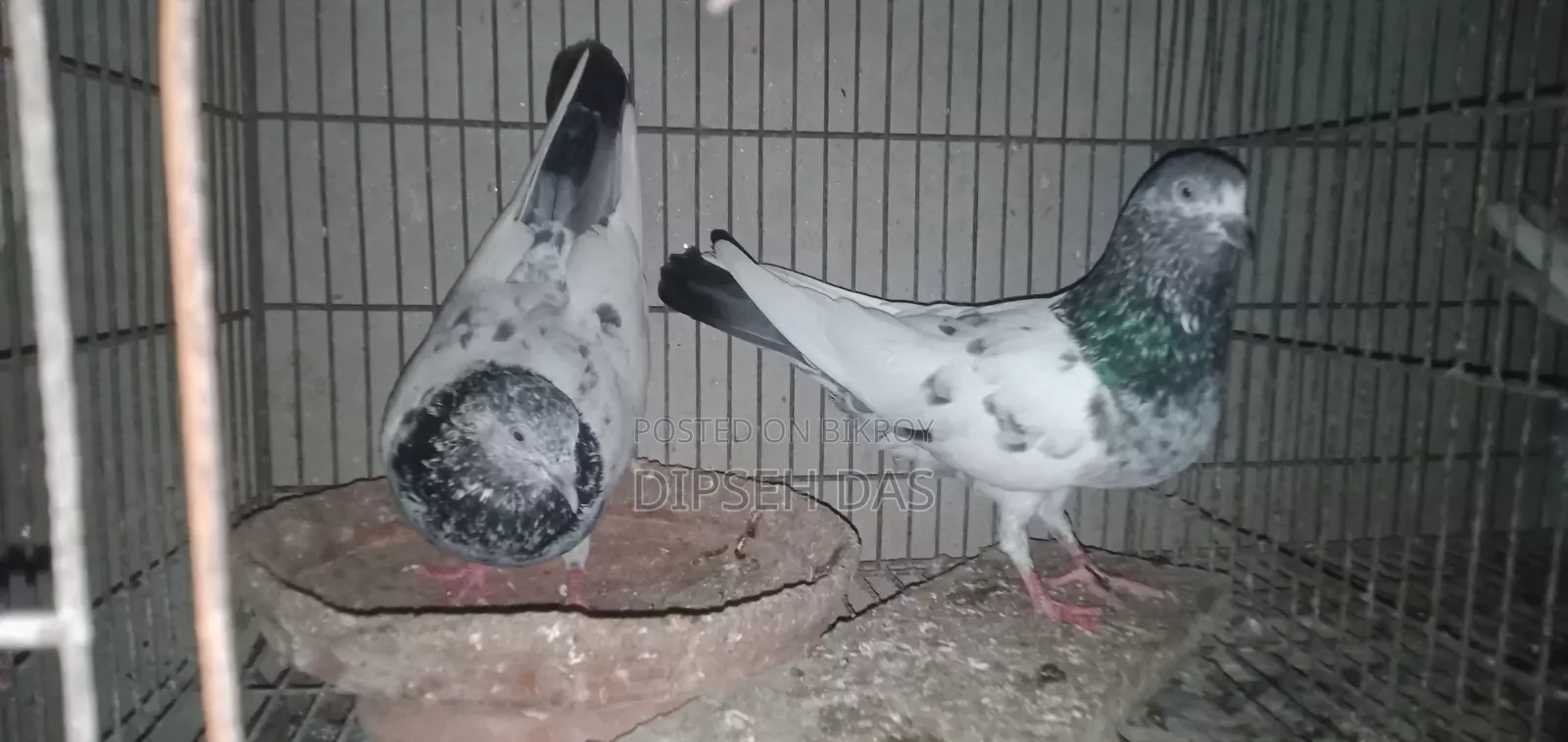 Old Breed Black Vein Pigeon