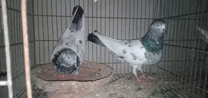Old Breed Black Vein Pigeon