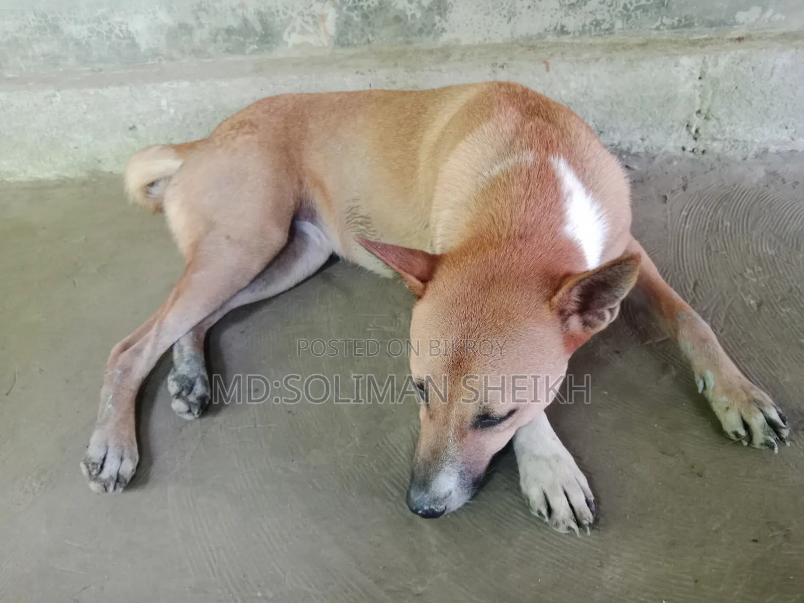1+ year Male Mixed Breed German Shepherd