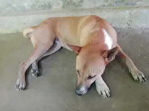 1+ year Male Mixed Breed German Shepherd