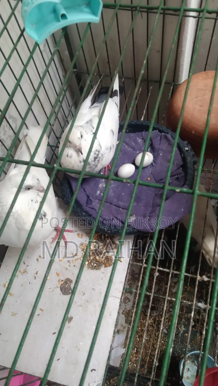 Pigeon one pair
