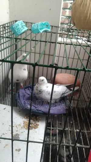 Pigeon one pair