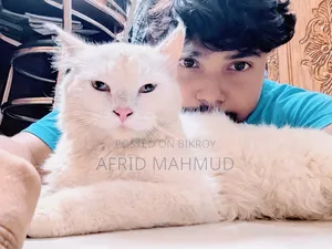 6-12 months Male Purebred Persian