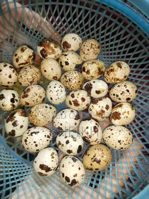 105 Quail Eggs 350 Taka